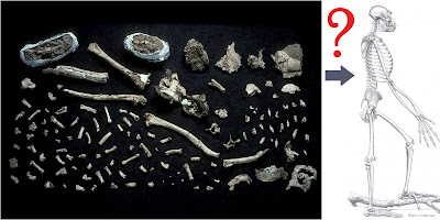 ardi Ardipithecus ramidus bones