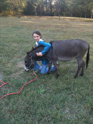 Astro the Mini Donkey