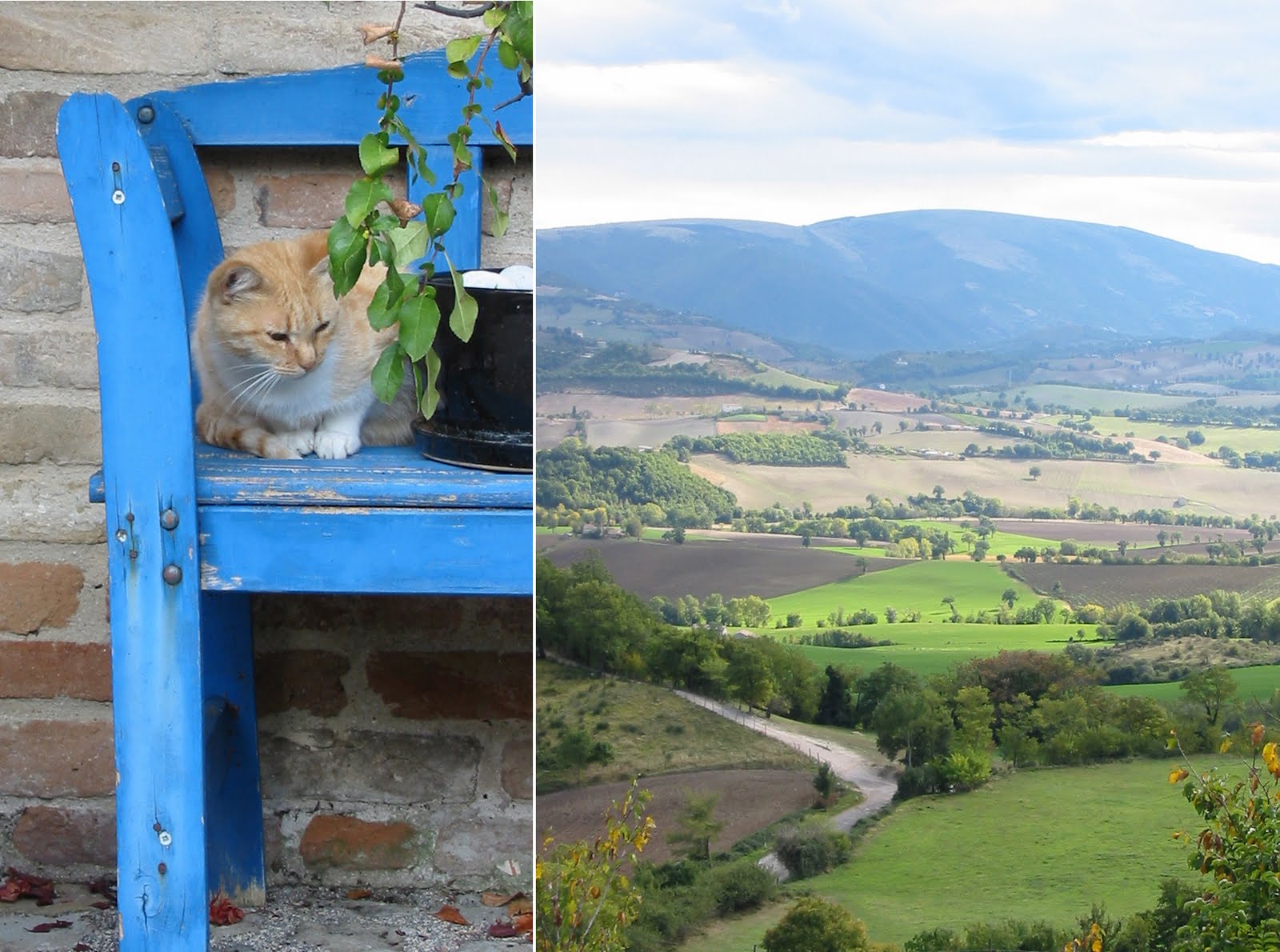 [marche_collage.jpeg]