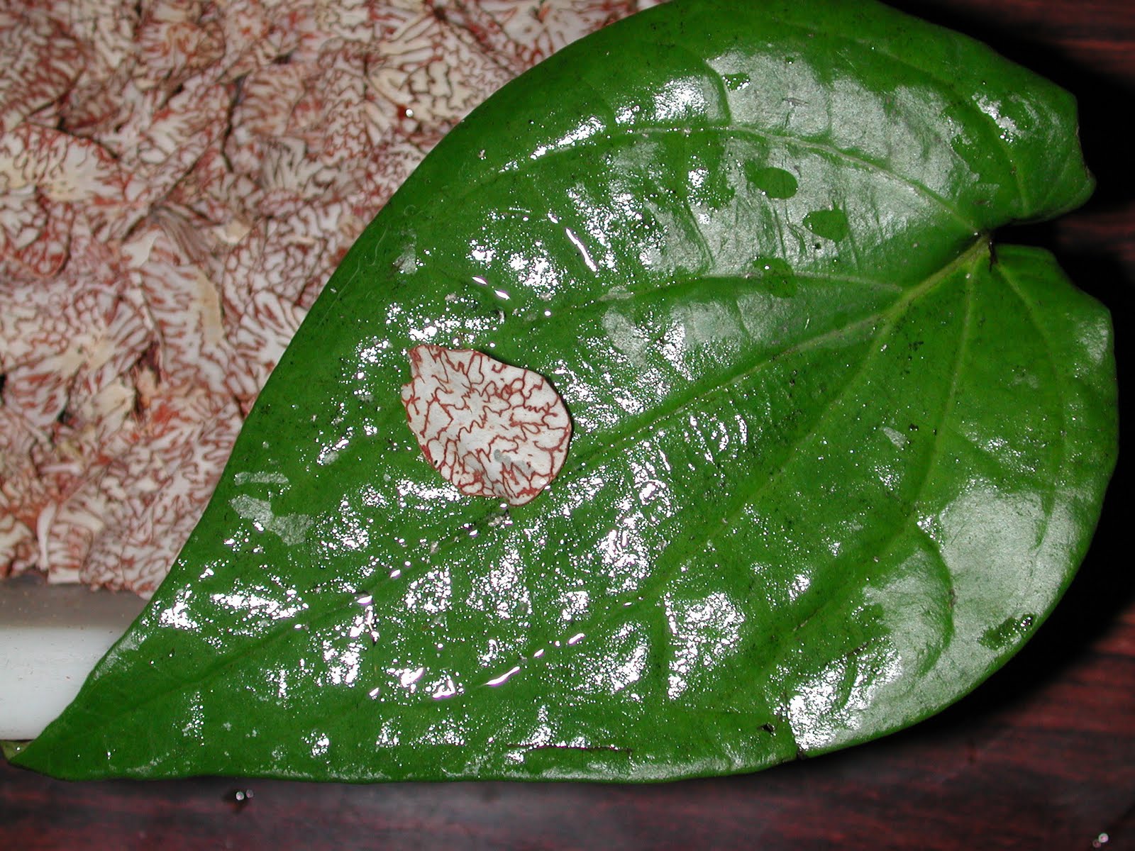 The Phytophactor Botanical Quiz