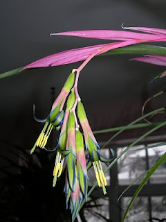 Smaller Scale Aesculus Rotary Botanical Gardens