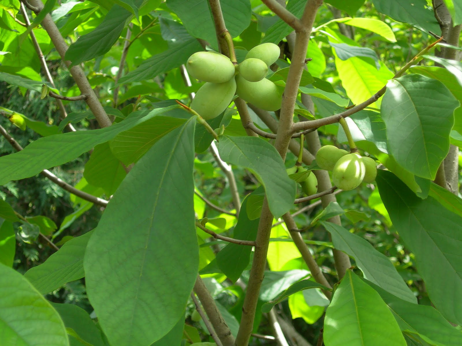 The Phytophactor Native American fruit tree quiz