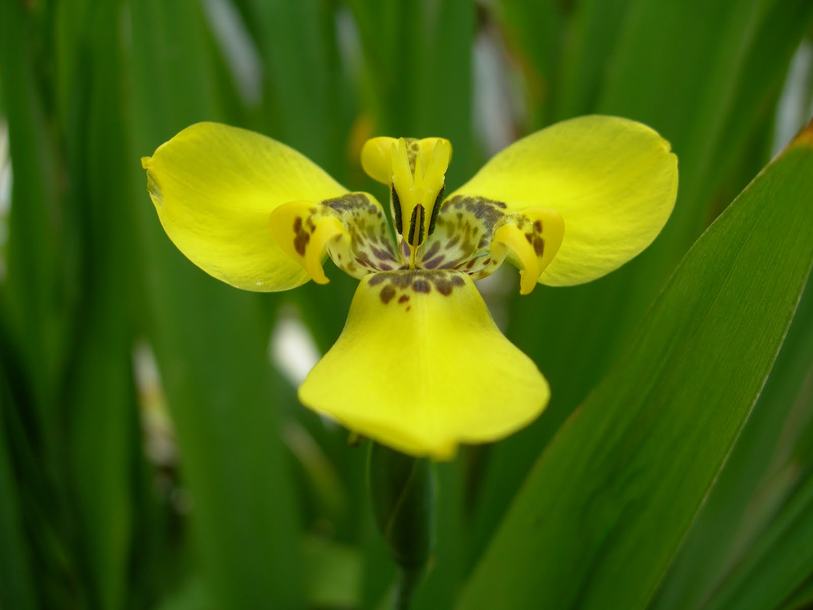 The Phytophactor Friday Fabulous Flower Yellow Walking Iris
