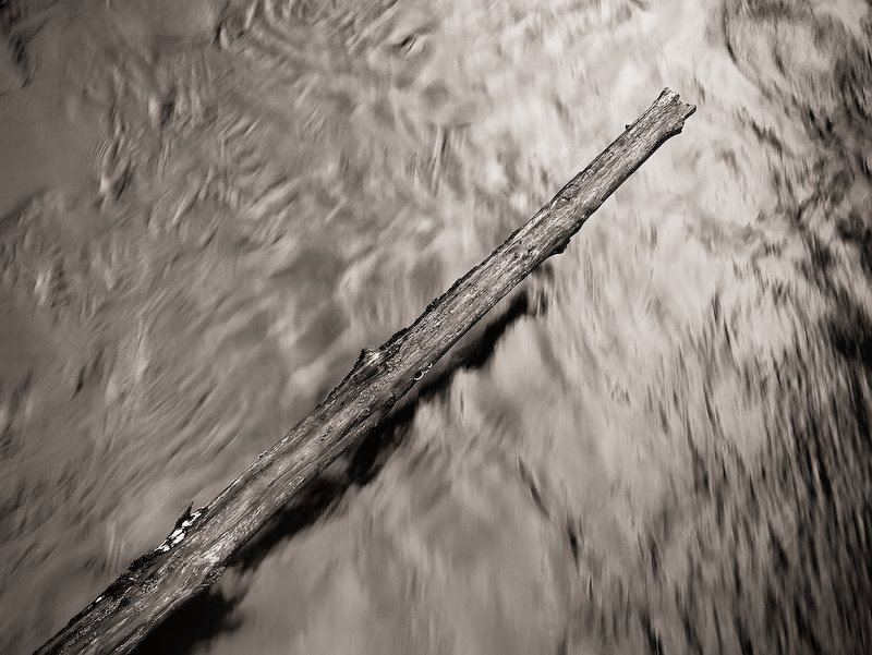 [Suspended_Log_Quinalt_Rain_Forest_2003.jpg]