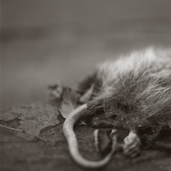 [101017_mediumlarger.jpg]