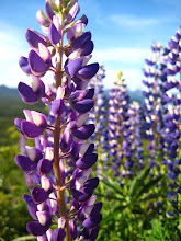 Flores de las montañas