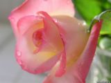 [pink+rose.jpg]