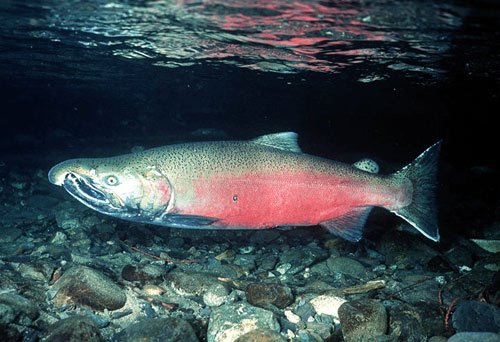 [salmon.bmp]
