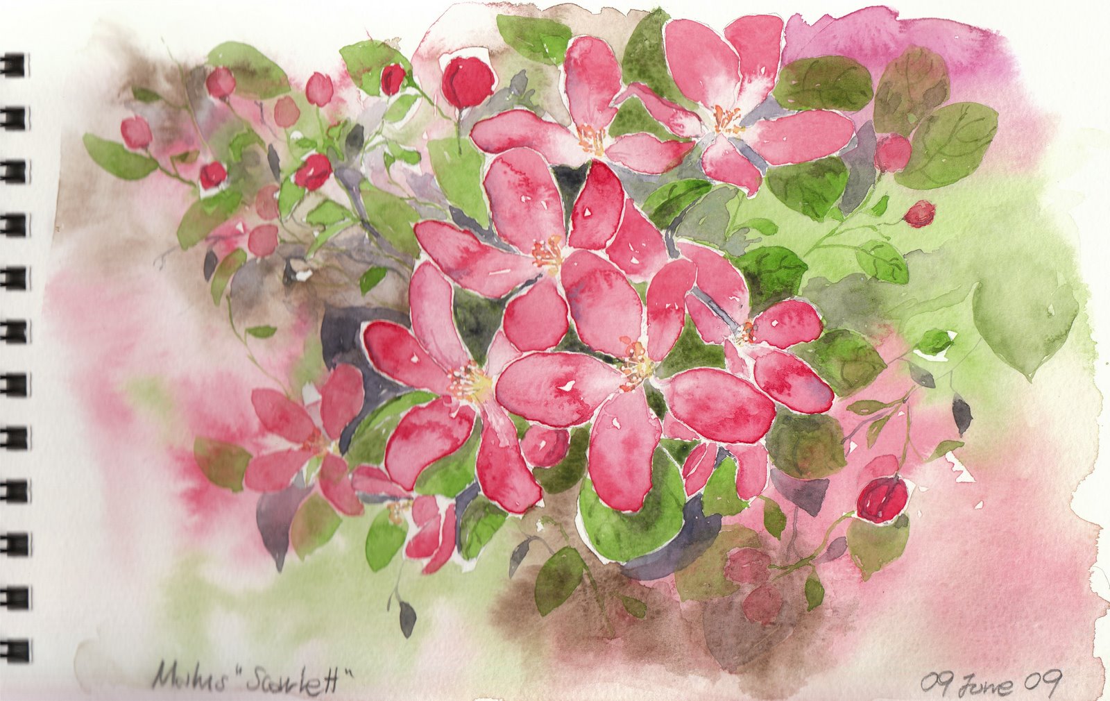 [Malus+]