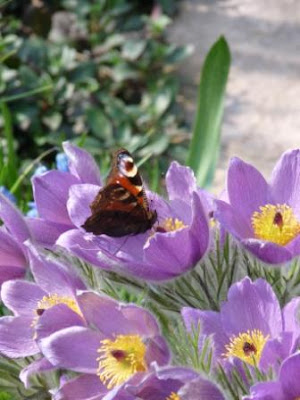 Auf Die Neue Grunzeux