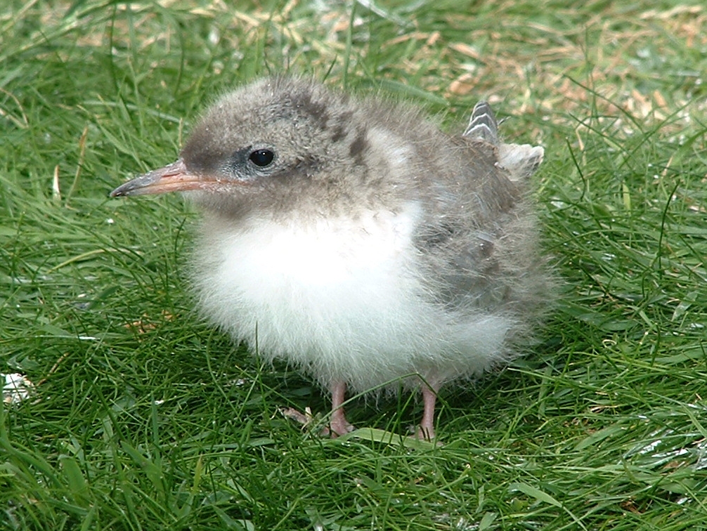 baby arctic tern