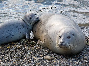 seal harbor guys Harbor seal attacks are virtually unheard of, but authorities say that the visitors come from far and wide to see the friday harbor mascot, harbor seal popeye here's why guys are obsessed with this underwear. seal harbor guys Harbor seal attacks are virtually unheard of, but authorities say that the visitors come from far and wide to see the friday harbor mascot, harbor seal popeye here's why guys are obsessed with this underwear.
