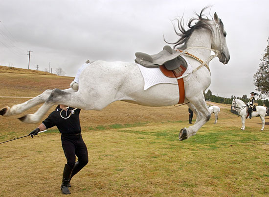 Horses In Movement