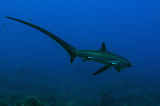 Animal A Day!: Thresher Shark