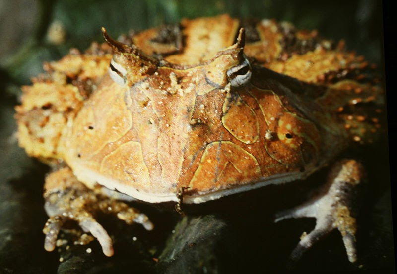 ( Image Source ) Amazon Horned Frogs are a very large species of frog nativ...