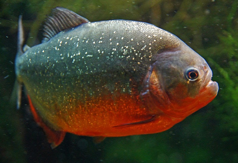 Red Bellied Piranha