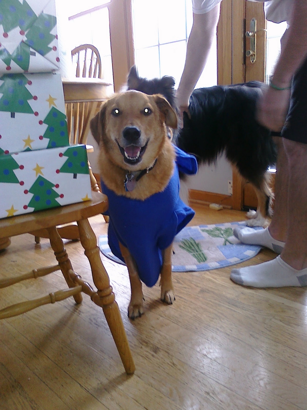 Camera Critters Snuggie For Dogs