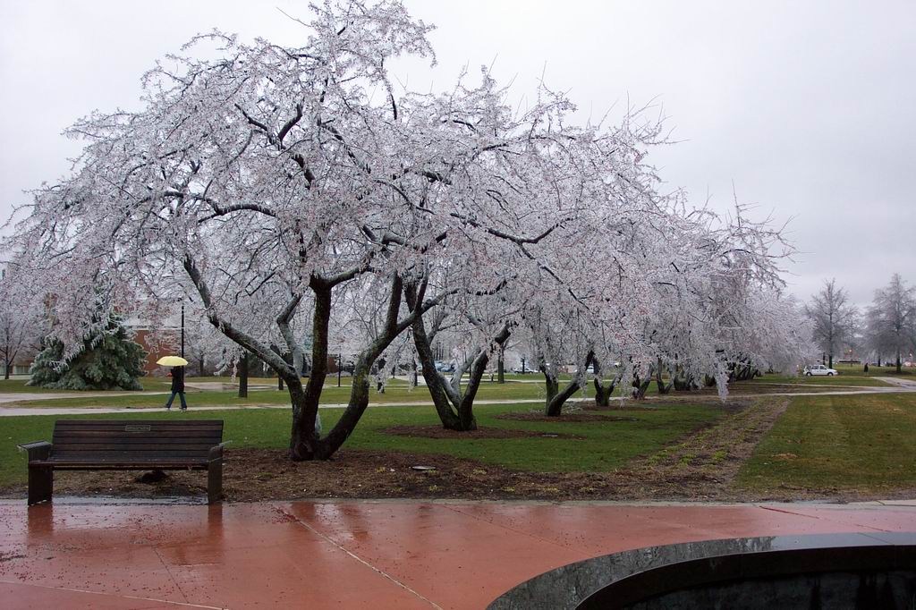 [Frozen+cherry+trees+2.jpg]