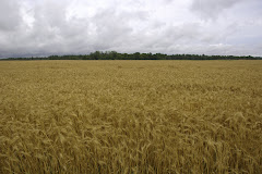 August Wheatfield