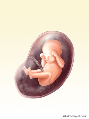 22+weeks+pregnant+fetus