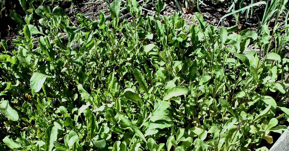 Cooking 4 the Week When Good Greens go Bad