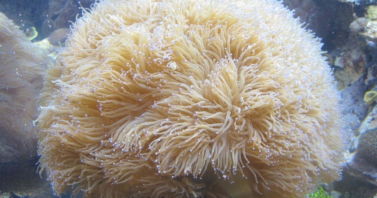 My Simple Life Ocean plant