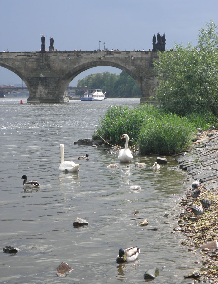 maria swan free pics