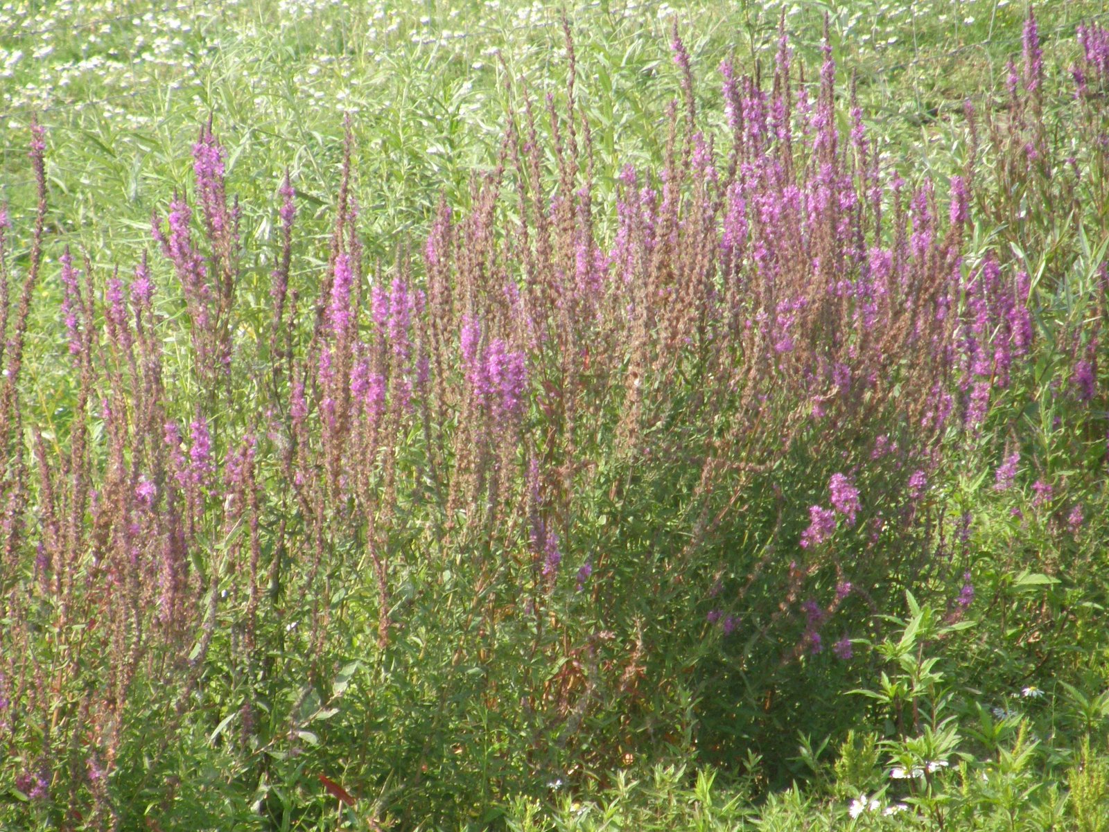Purple Spiky Plant