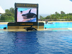 Orca Ocean (Loro Parque)