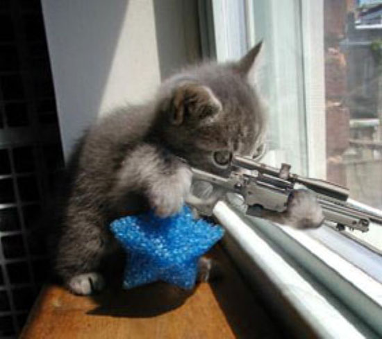 [Sniper_kitten.jpg]