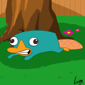 perry perry