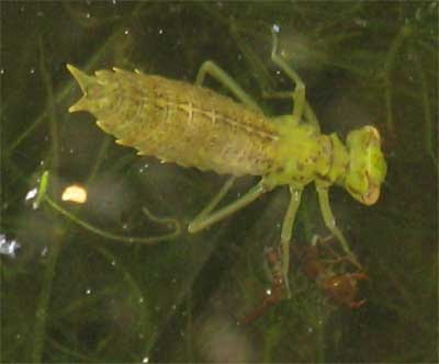 Dragonfly+nymph+facts+for+kids