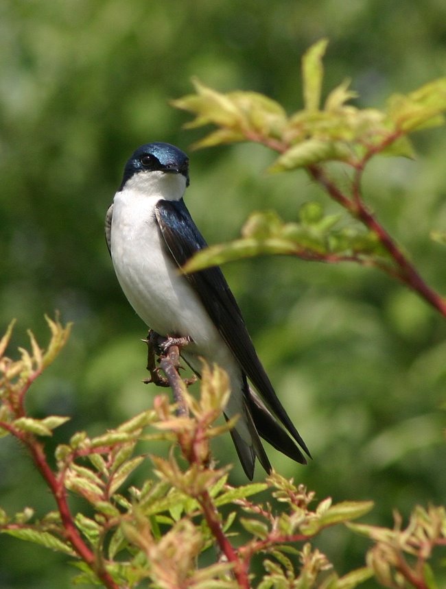 [Tree+Swallow.jpg]