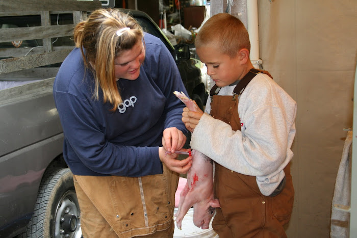 Delivering Piglets