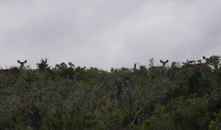 Spot the kudu