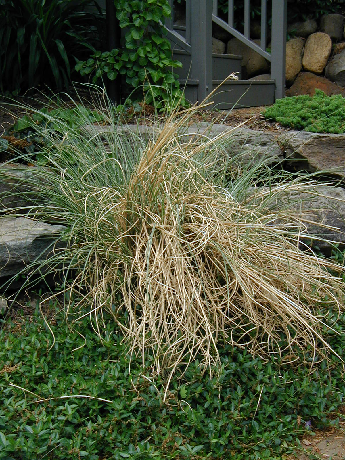 [Grass+Unpruned.JPG]