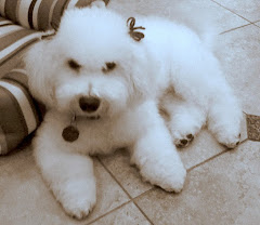 Casper, The Friendly Bichon