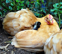 Buff Orpington with chick