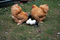 Two hens with chicks