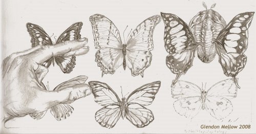 [Trilobitlepidopt-web.jpg]