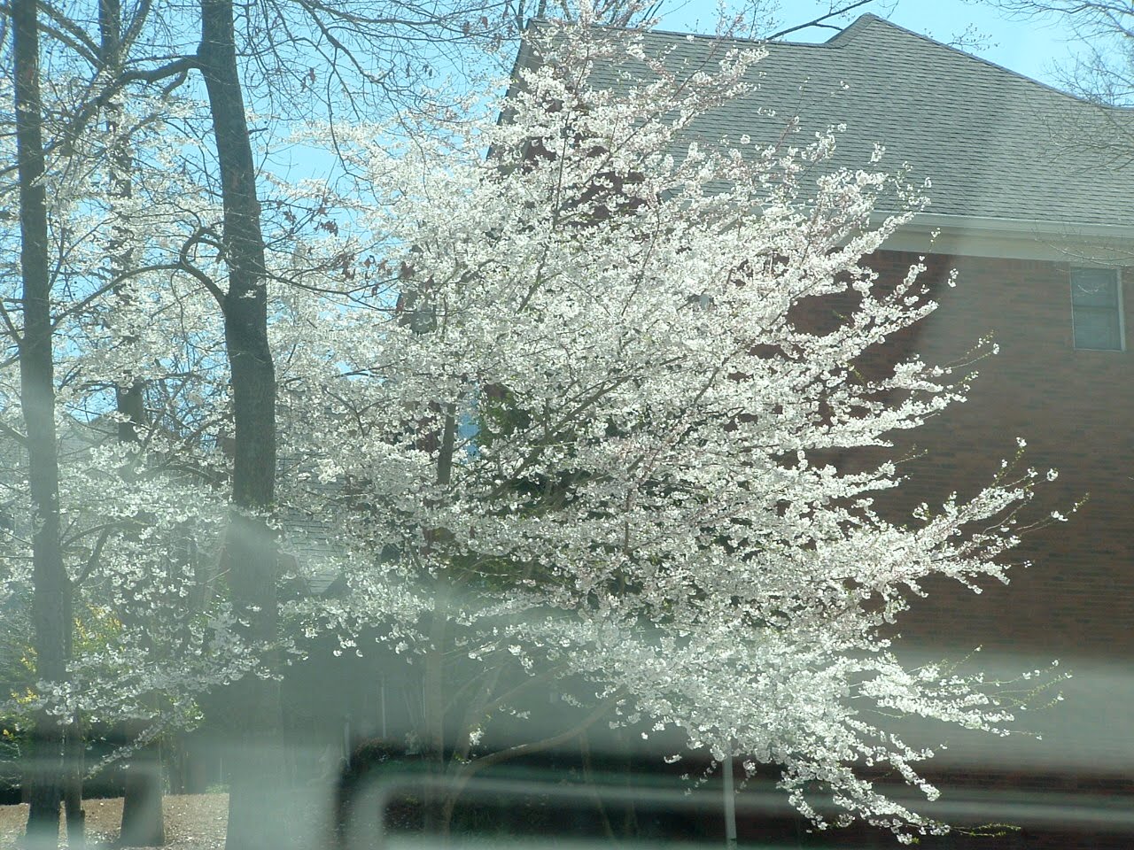 Douglasville, Flowering Trees