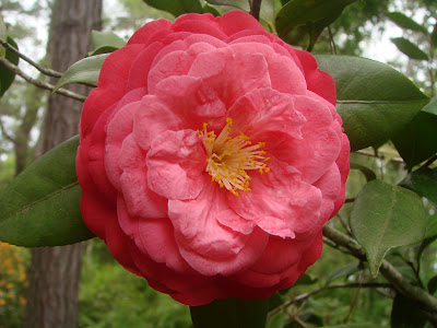 Chrysopsis Floridana