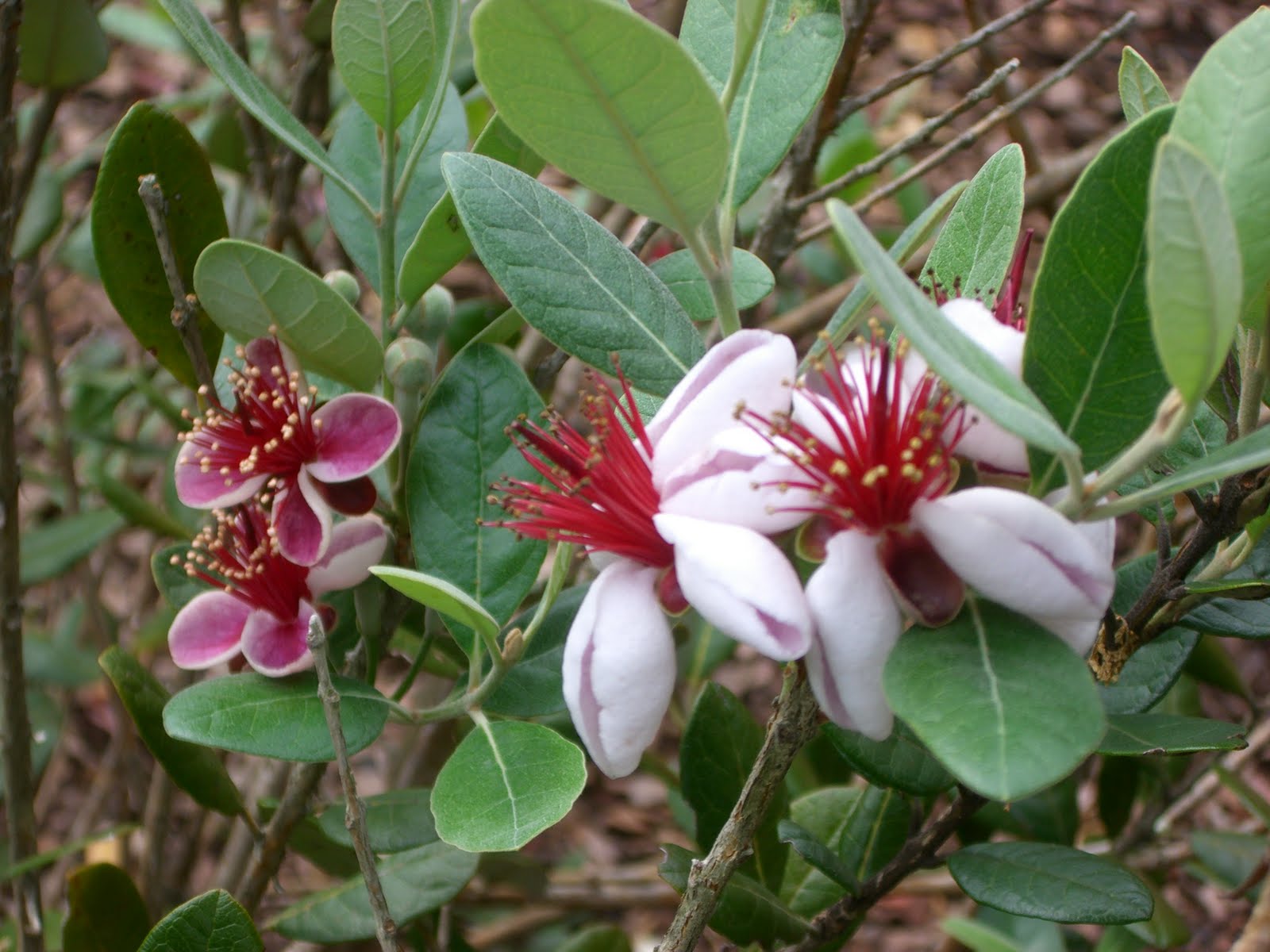 Plant to Plate Pineapple Guava Flowers
