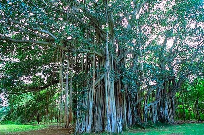 CONFESSIUM VULNERABILIDADE DODÓ E TAMBALACOQUE