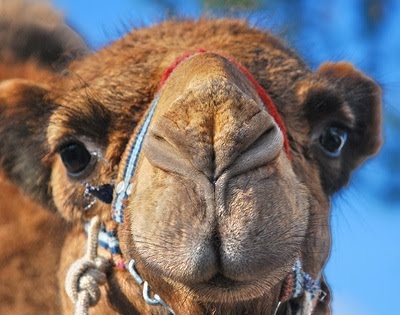 Camel File Component Uri