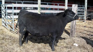 Bull Tests and Msu Expo
