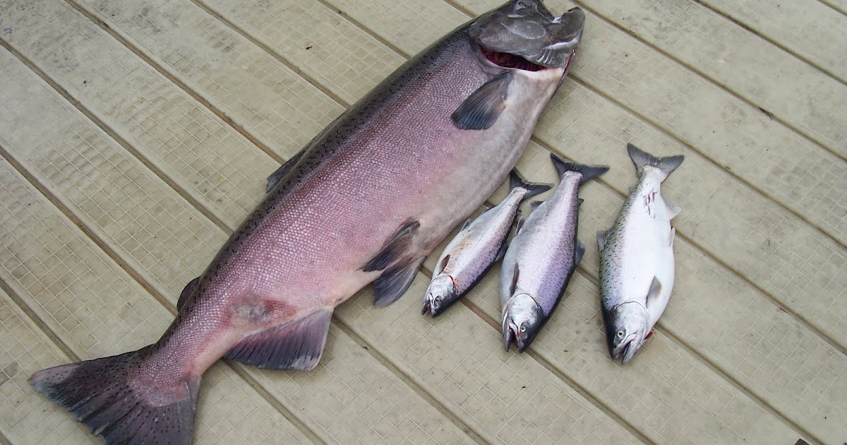 Beaver Creek Cabins & Guide Service New World Record King Salmon