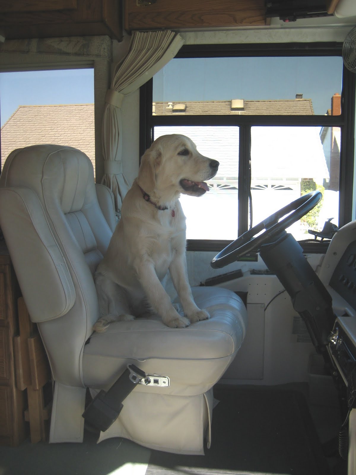 Joe and Vicki's Blog Best Dogs For RVing