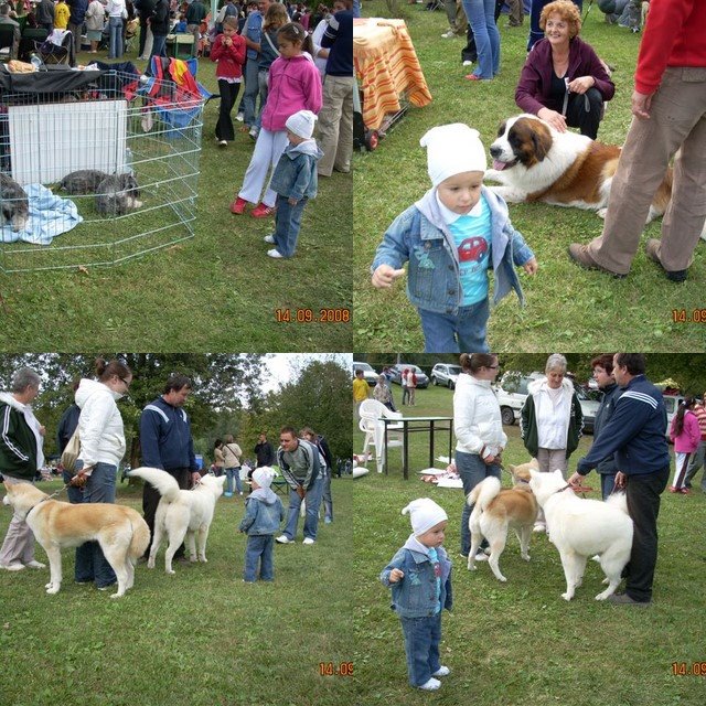 [collage--kutyak.jpg]