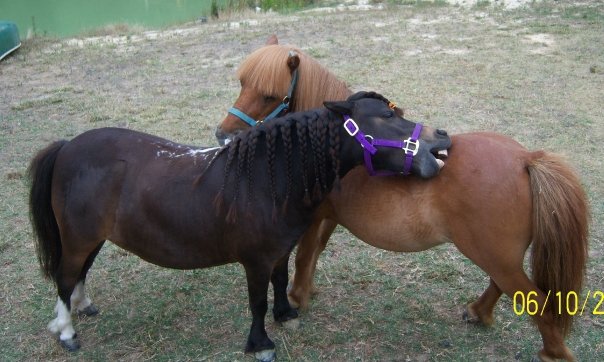 Mini horses!